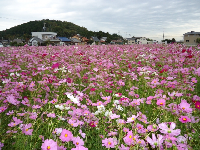 秋桜迷路