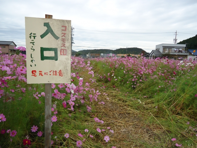 秋桜迷路