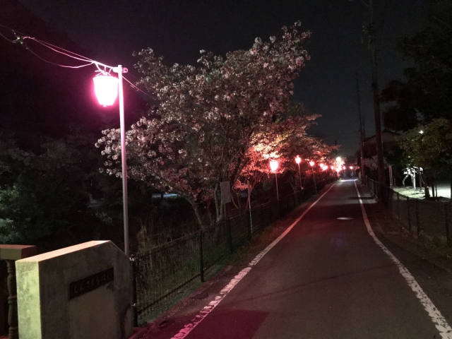 夜桜