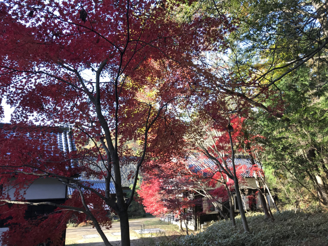 自然遺産の森