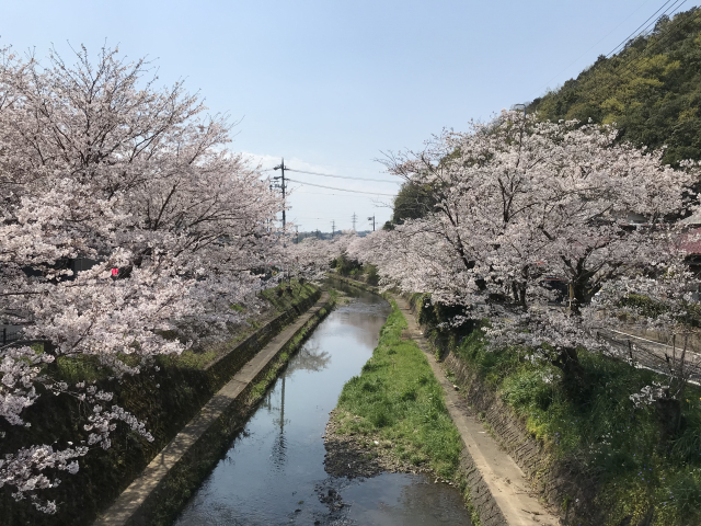 桜満開