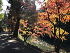 紅葉