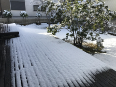 大雪