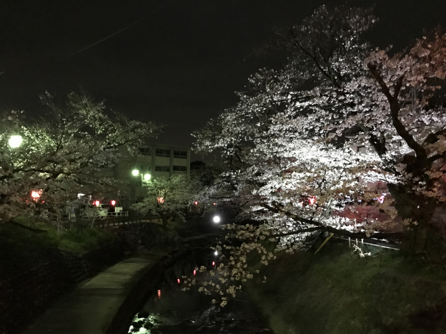 夜桜