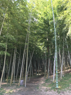 竹藪