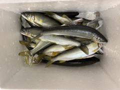 鮎