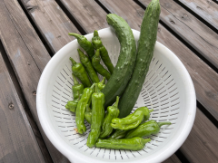 夏野菜