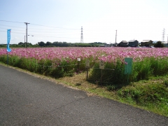 コスモス コスモス